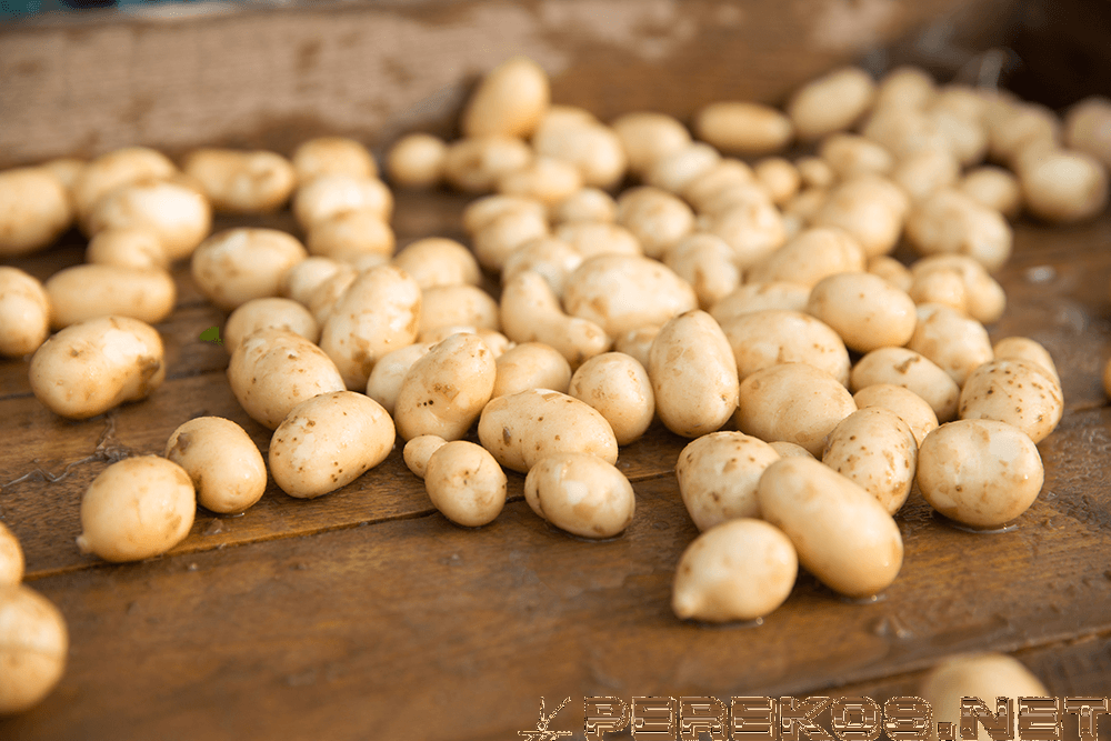  семенной картофель просто и быстро